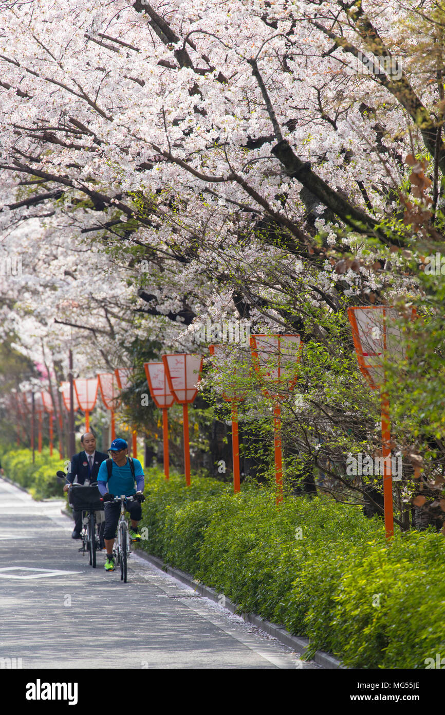 Cherry Blossom und Radfahrer entlang Kiya-machi Dori, Kansai, Kyoto, Japan Stockfoto