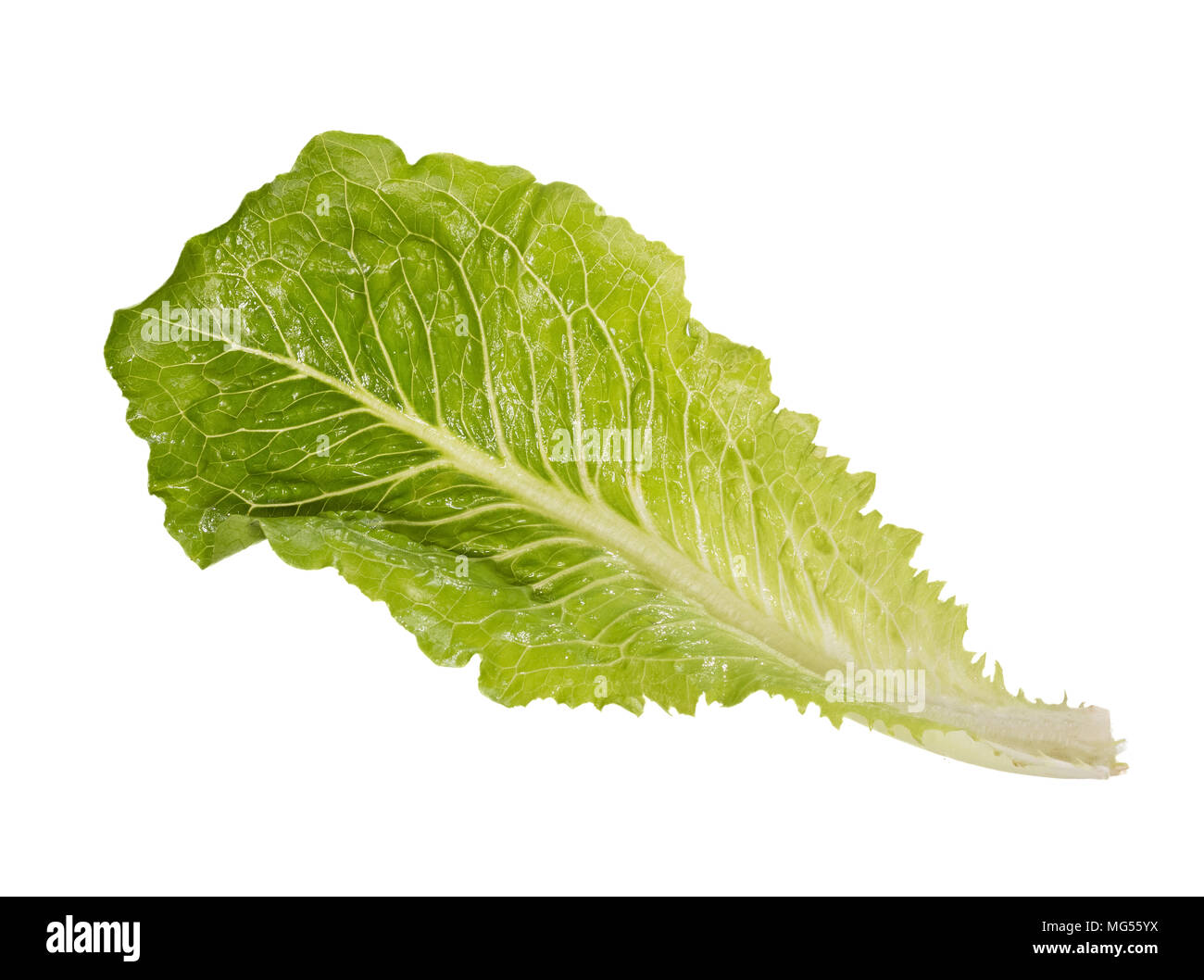 Ein Licht grüner Salat in voller Größe auf weißem Hintergrund. Hochauflösendes Foto. Stockfoto