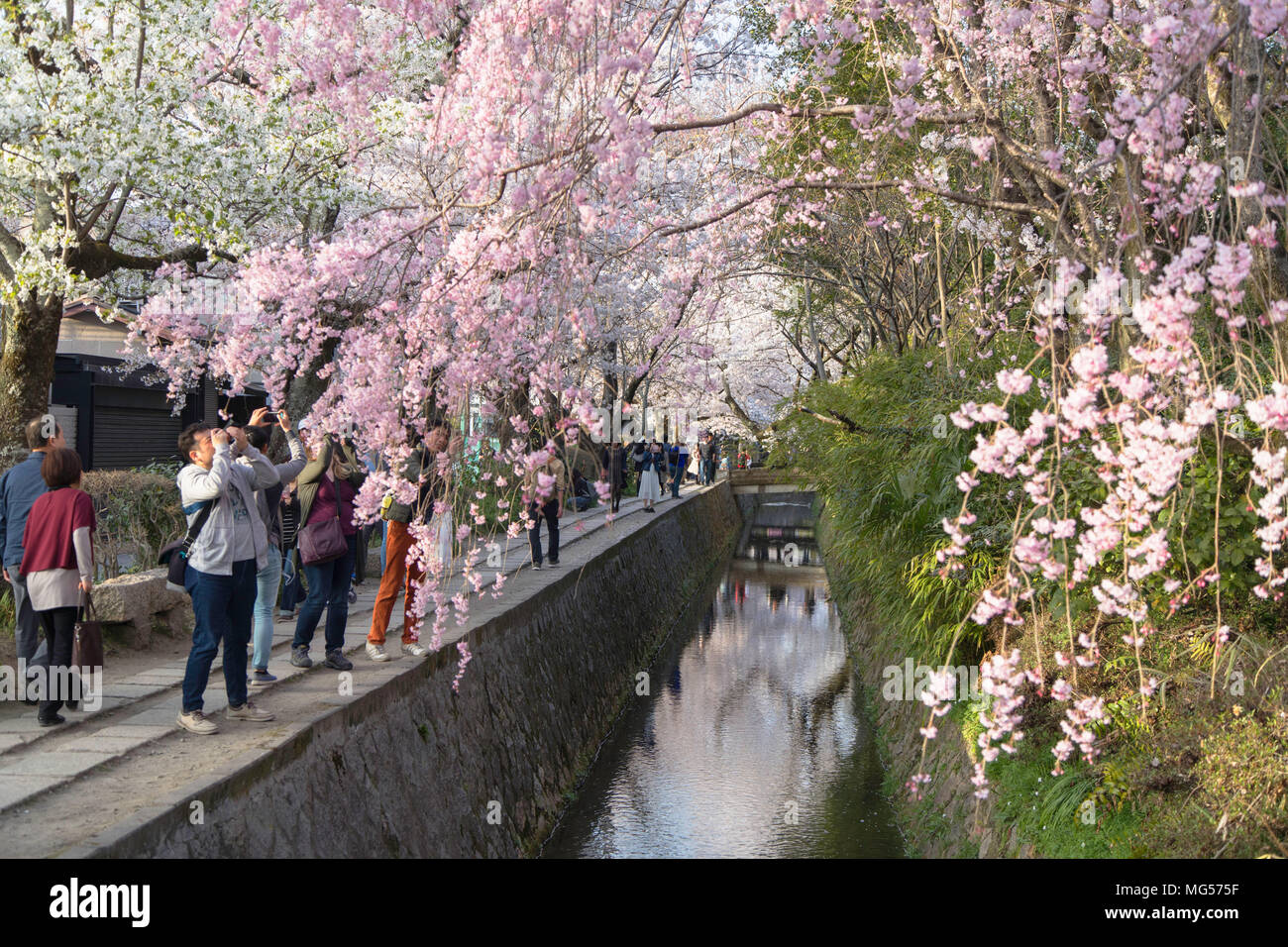 Menschen zu Fuß entlang der Philosoph Pfad mit Cherry Blossom, Kansai, Kyoto, Japan Stockfoto