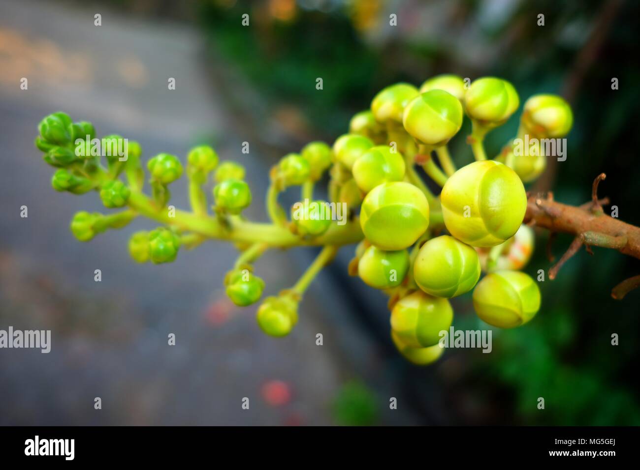 - Aus der Nähe Junge Sal Baum Früchte in selektiven Fokus. Stockfoto