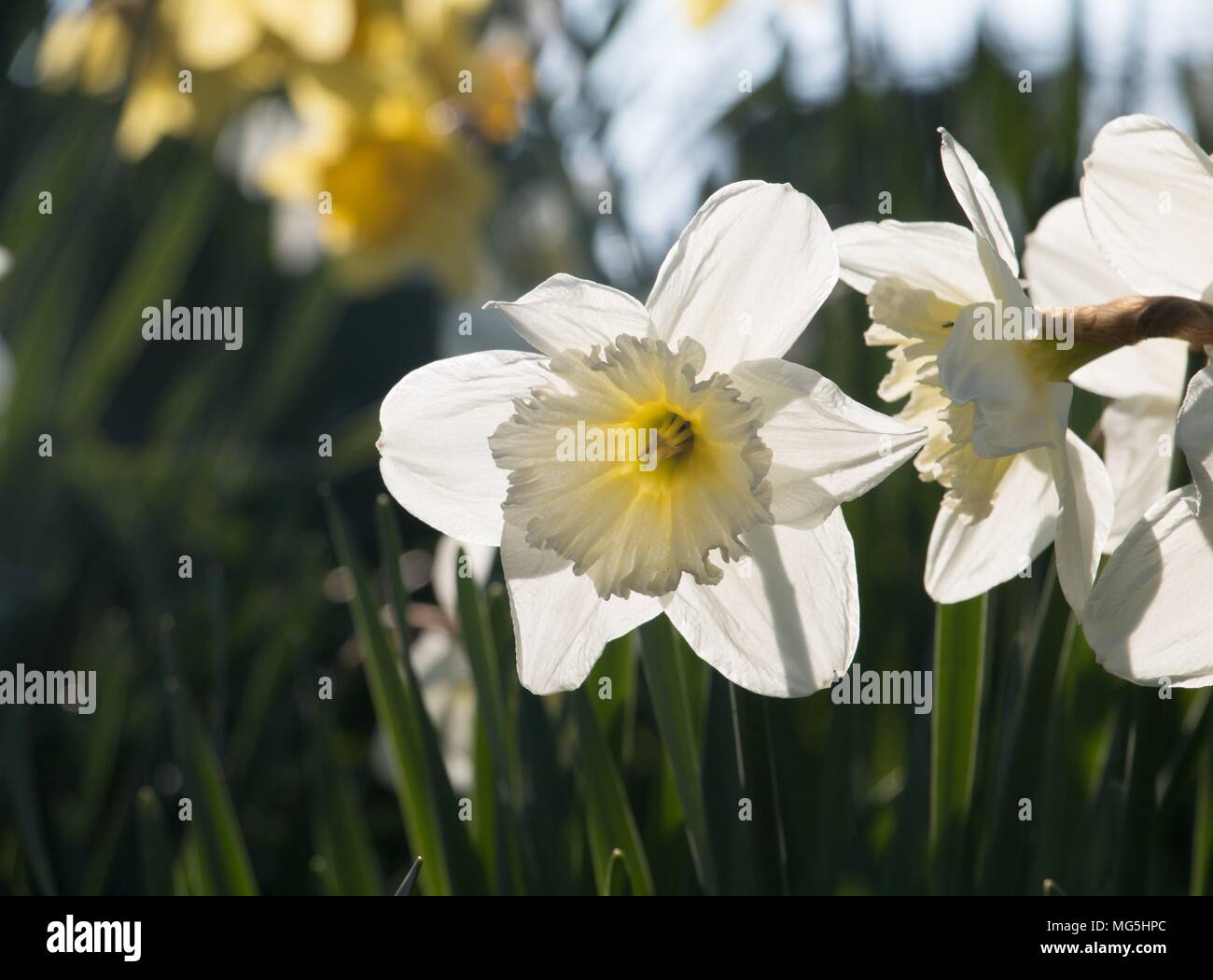 Creme weiße gelbe Narzisse Blumen, Narzisse, blühen in der Frühlingssonne in Shropshire Stockfoto