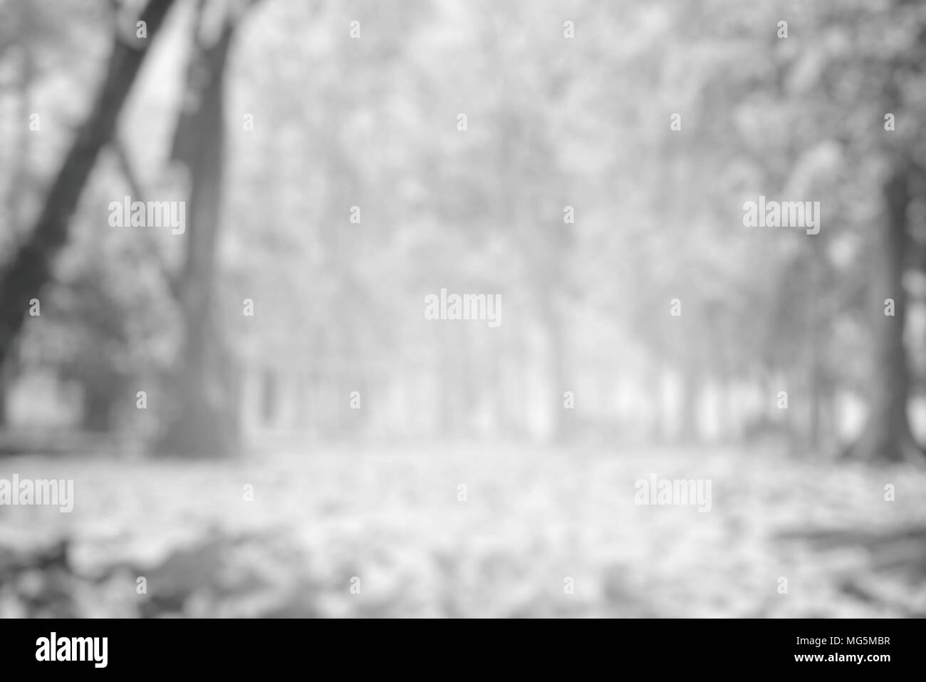 Verschwommenes weiß Park Hintergrund. Stockfoto