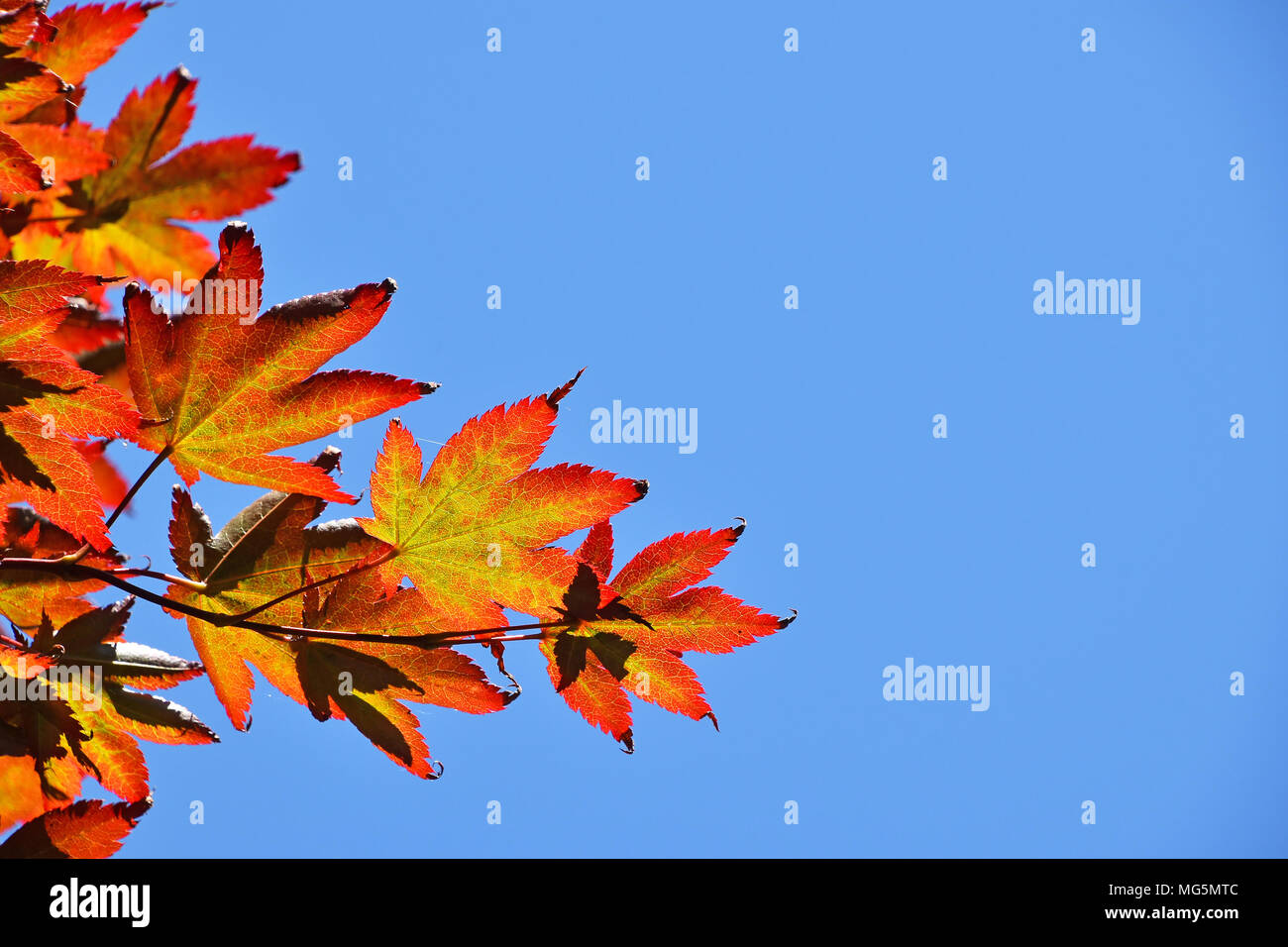 Schließen bis Herbst Farben von rot, orange und gelb Japanischen Acer oder Ahorn Blätter über klaren blauen Himmel, Low Angle View Stockfoto