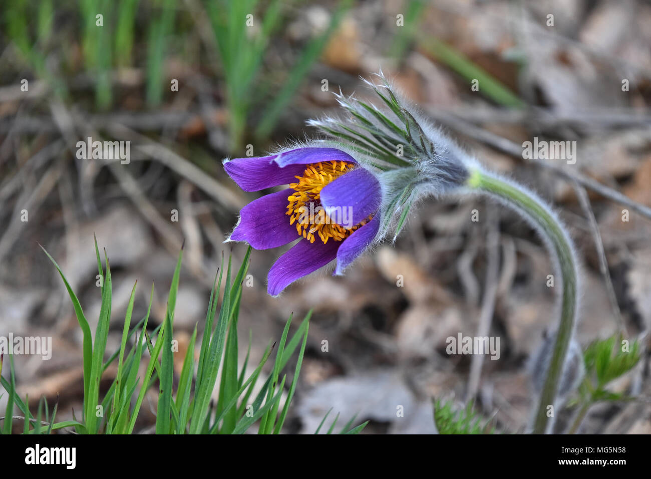 Schließen früh blühende Pflanze lila pulsatilla Blütenkopf (Cuneata