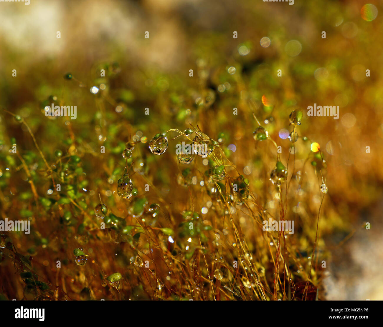 Close up Common haircap Moss (Polytrichum commune) braune Stiele und Kapseln mit Wasser nach dem Regen, Low Angle View Stockfoto