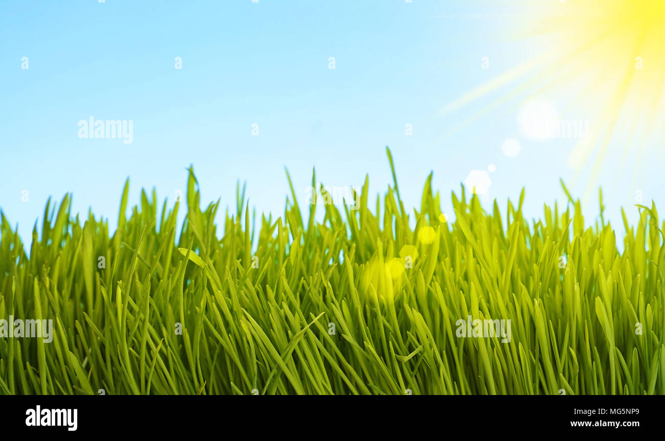 In der Nähe von frischem grünem Gras wächst unter strahlend blauem Himmel und Sonnenschein, Low Angle View Stockfoto