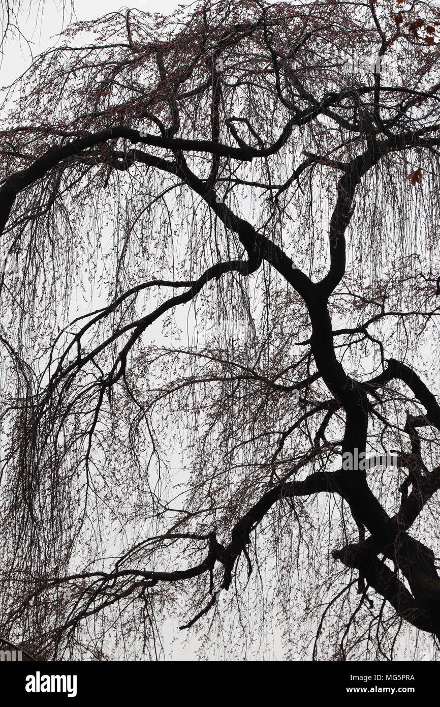 Trauerweide Typ Baum mit hängenden Zweigen gegen bedecktem Himmel silhouetted, Frühjahr, verlässt gerade angefangen zu Bud. gedämpften Farben Version Stockfoto