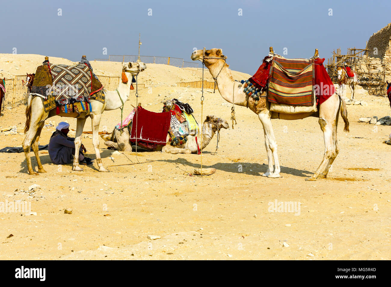 Kamele in Sakkara, einer alten Grabstätte wurde die Nekropole für die altägyptische Hauptstadt, Memphis, Sakkara, Ägypten Stockfoto