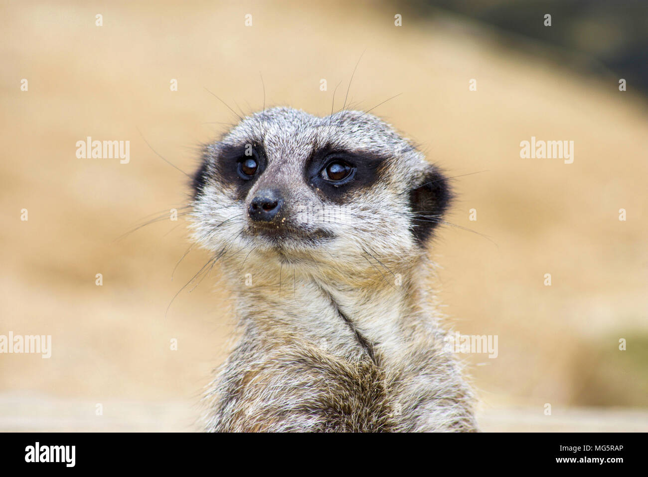 Stirnansicht der Erdmännchen Nahaufnahme. Stockfoto