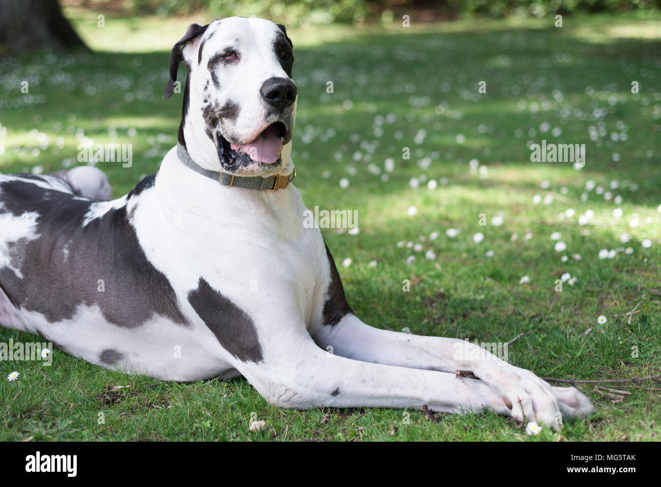 Harlekin Dogge Hund nach reine Rasse sehr adrett mit gekreuzten Pfoten in die Kamera lächelt. Stockfoto