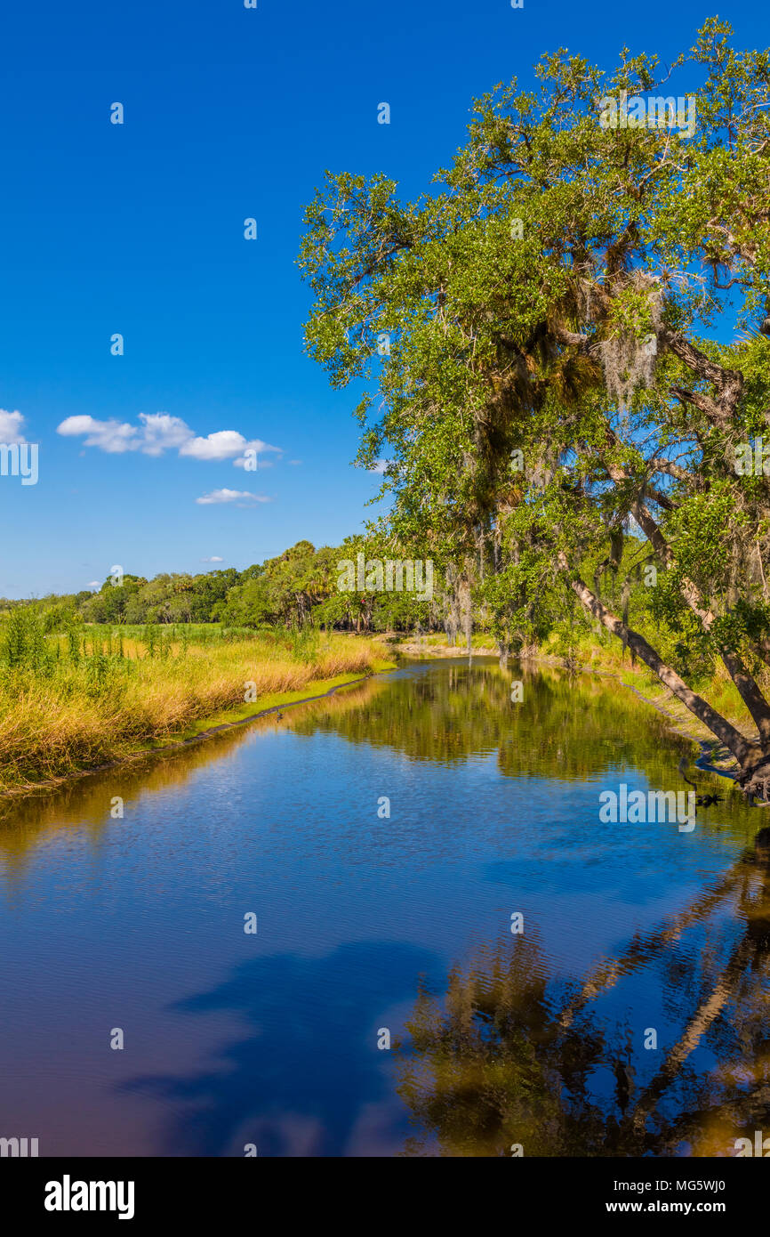 Myakka River im Myakka River State Park in Sarasota Florida Stockfoto