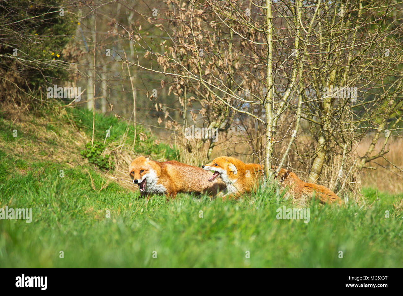 Red Foxes (Vulpes vulpes kämpfen Stockfoto