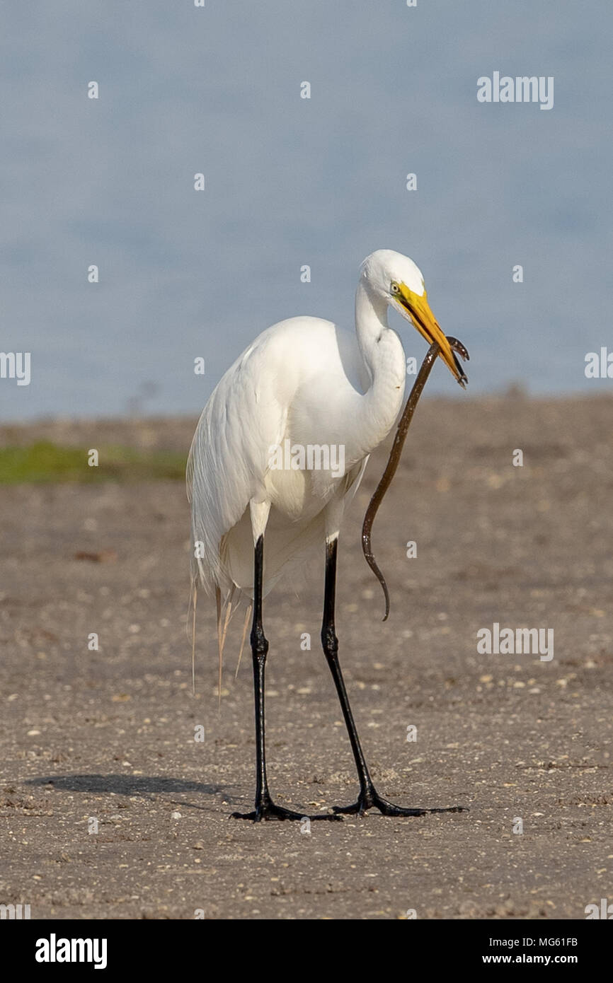 Silberreiher Fütterung Aal Florida Stockfoto