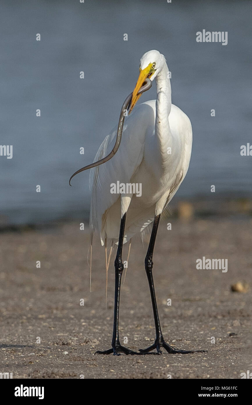 Silberreiher Fütterung Aal Florida Stockfoto