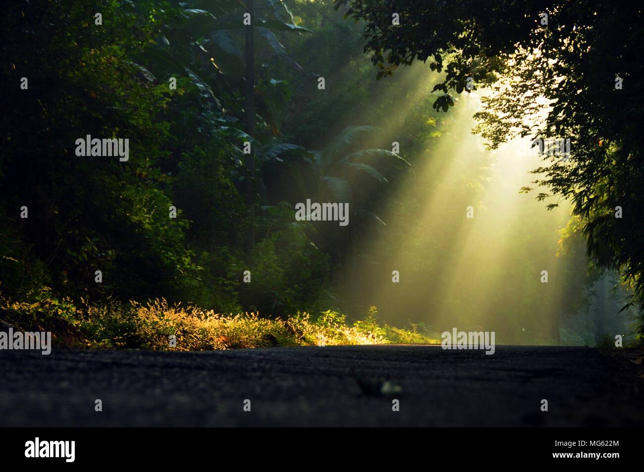 Morgensonne Lichtstrahlen Piercing durch die Bäume Stockfoto