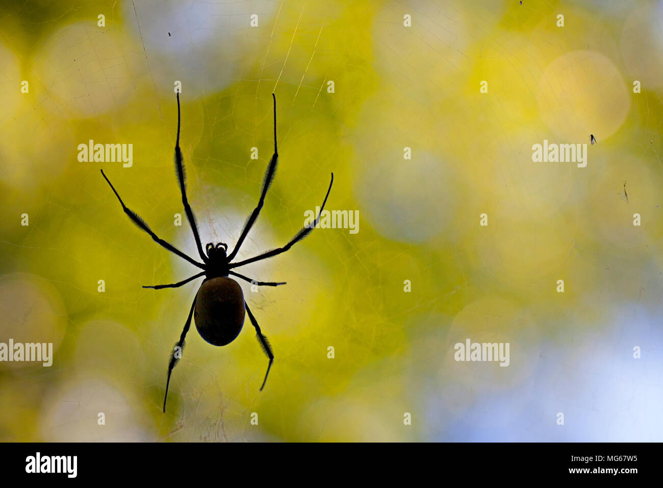 Golden Orb Spider in Silhouette Stockfoto