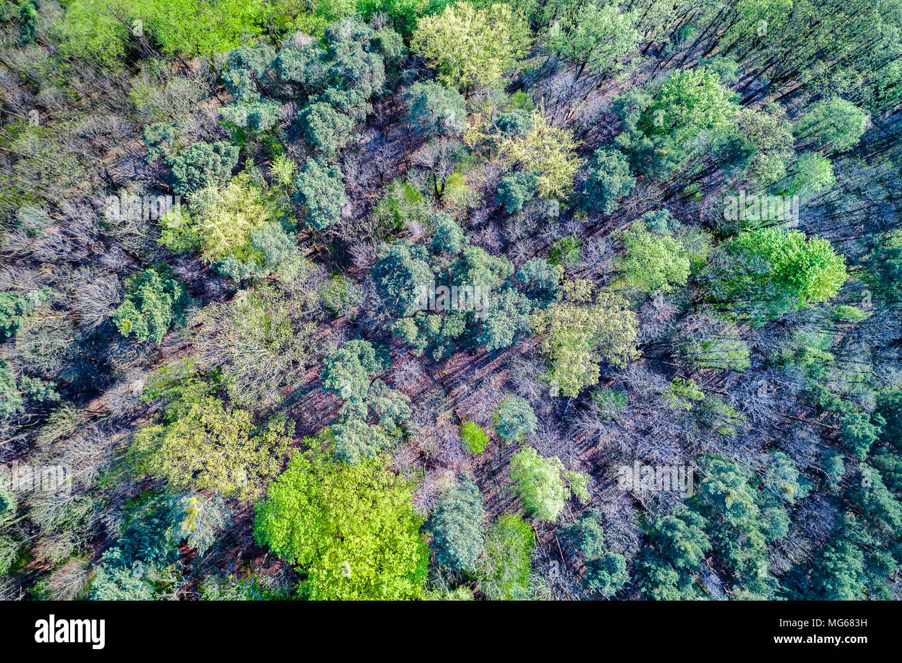 Luftaufnahme der Bäume in den Pfälzer Wald. Rheinland-pfalz, Deutschland Stockfoto