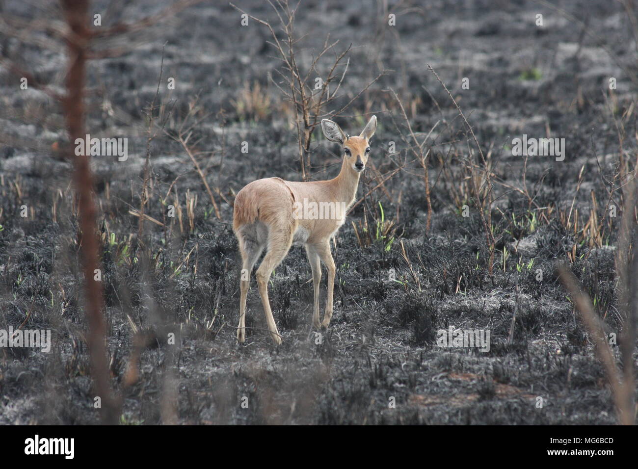 Steinböckchen gehen über verbrannte Grasland Stockfoto