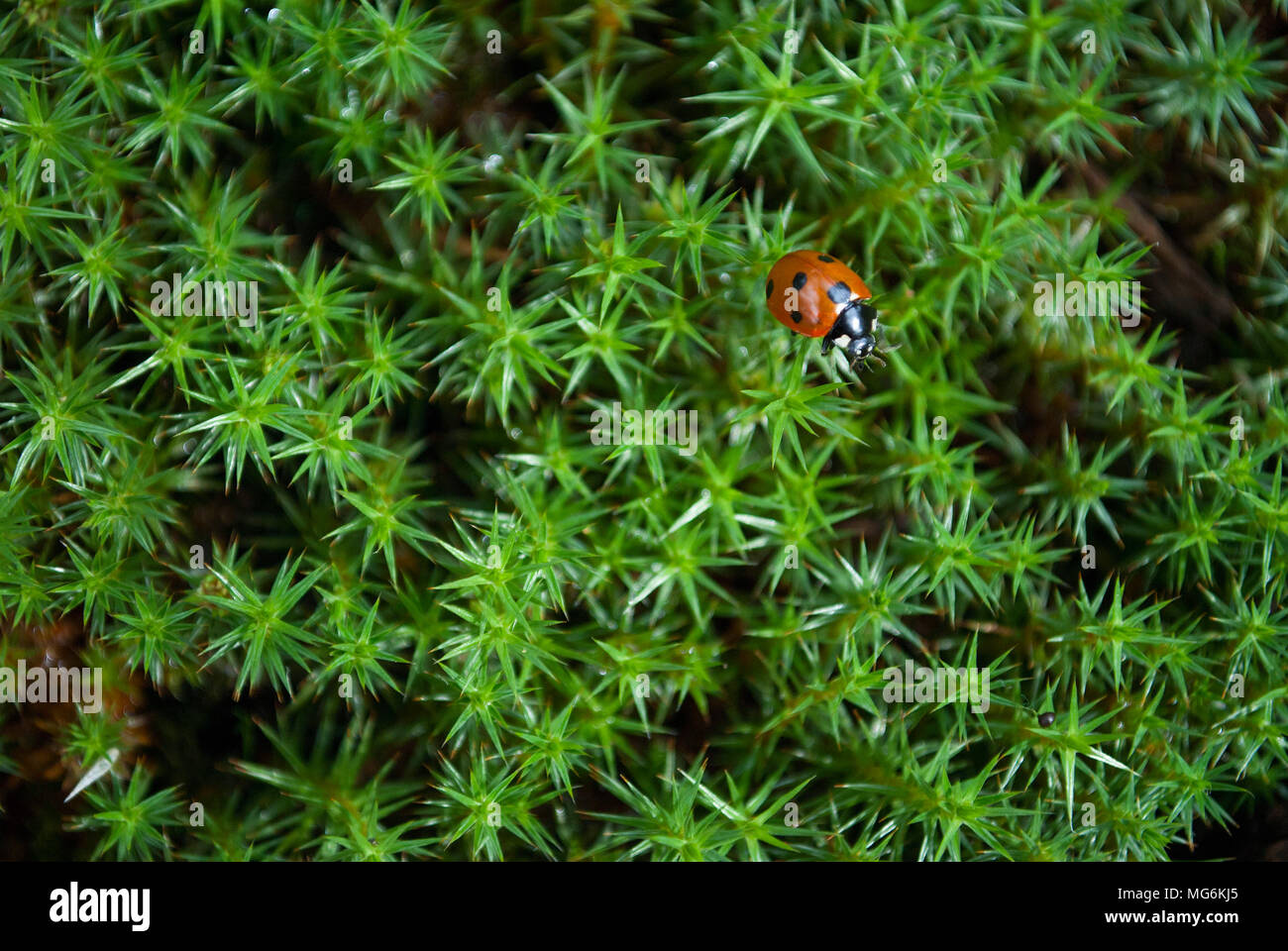 Der Stern - Moos geformt mit einem Marienkäfer (Polytrichum juniperinum) Stockfoto