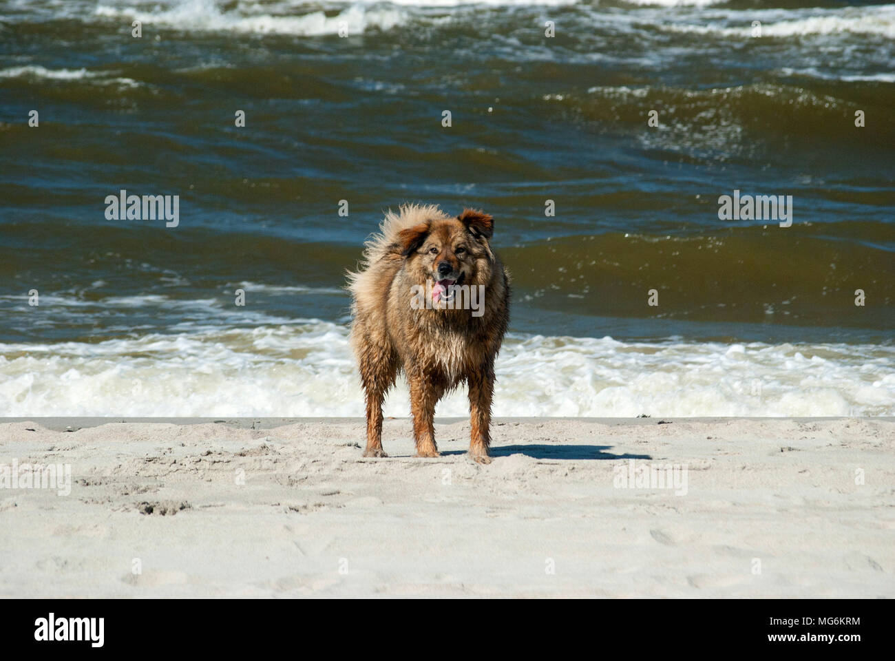Glücklich und nasser Hund steht auf den Strand und das Meer surfen im Hintergrund Stockfoto