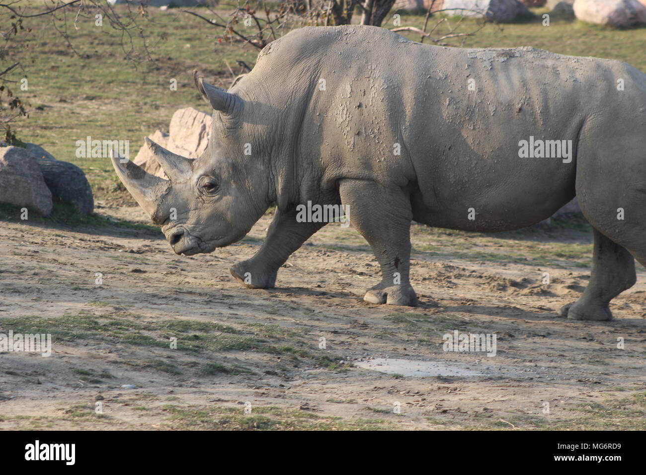 Nahaufnahme, Porträt einer White Rhino, ist eine gefährdete Tier die Erhaltung Stockfoto