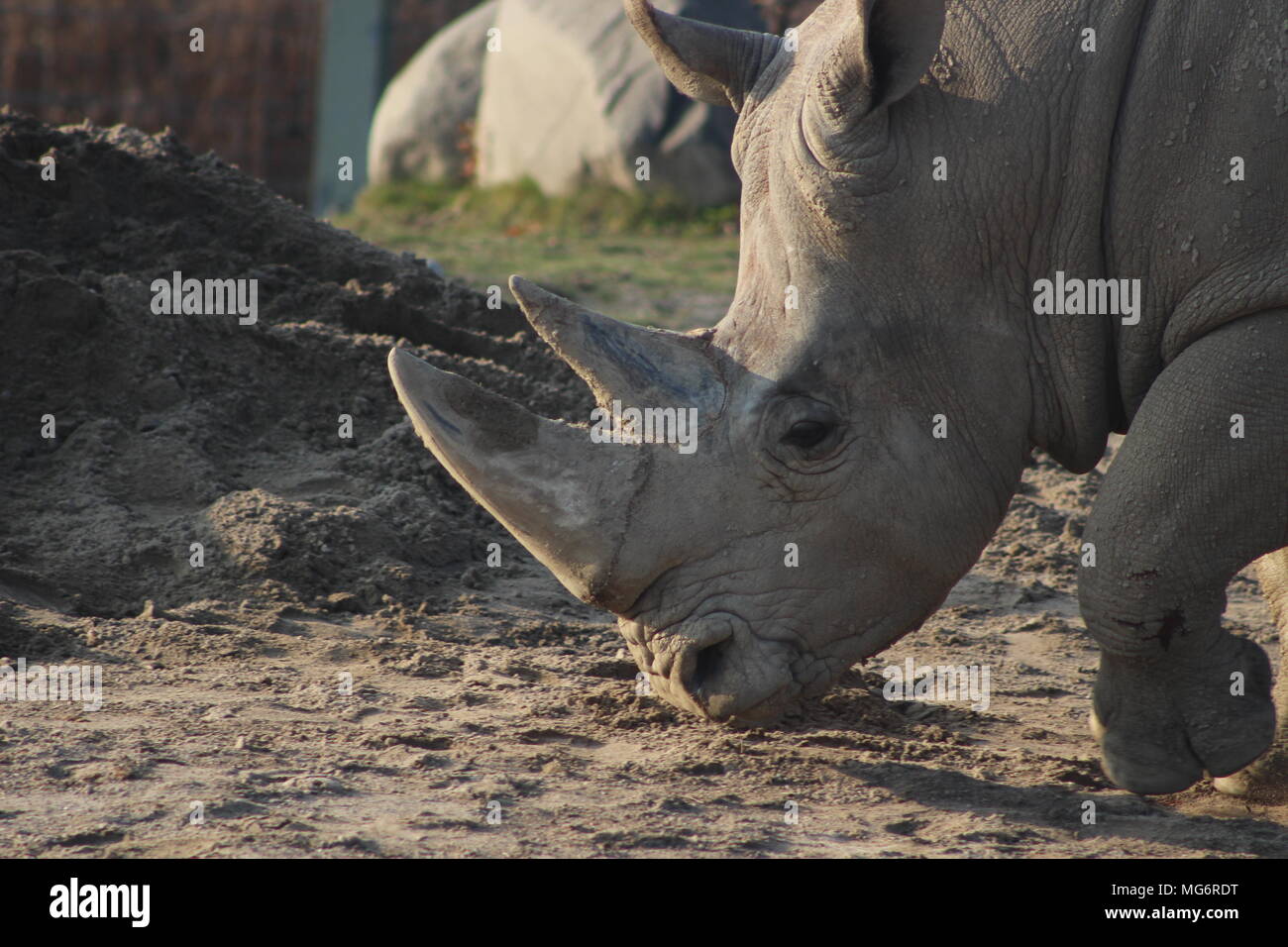Nahaufnahme, Porträt einer White Rhino Stockfoto
