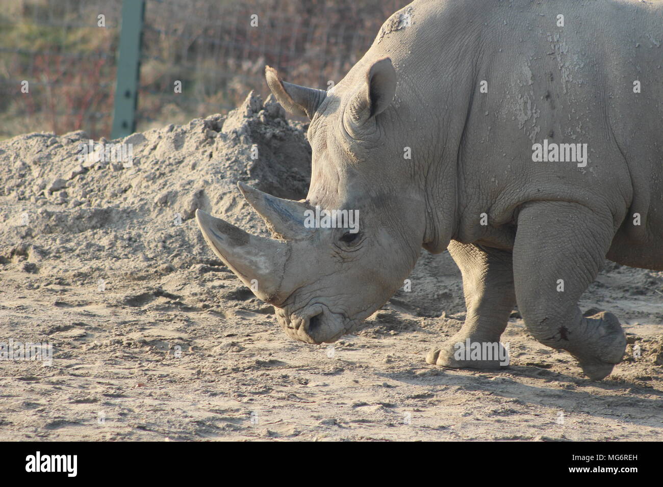 Nahaufnahme, Porträt einer White Rhino Stockfoto