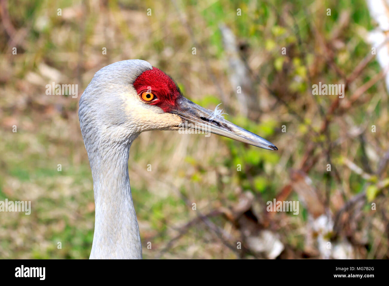 Sandhill Crane wandern in langen Gras Stockfoto