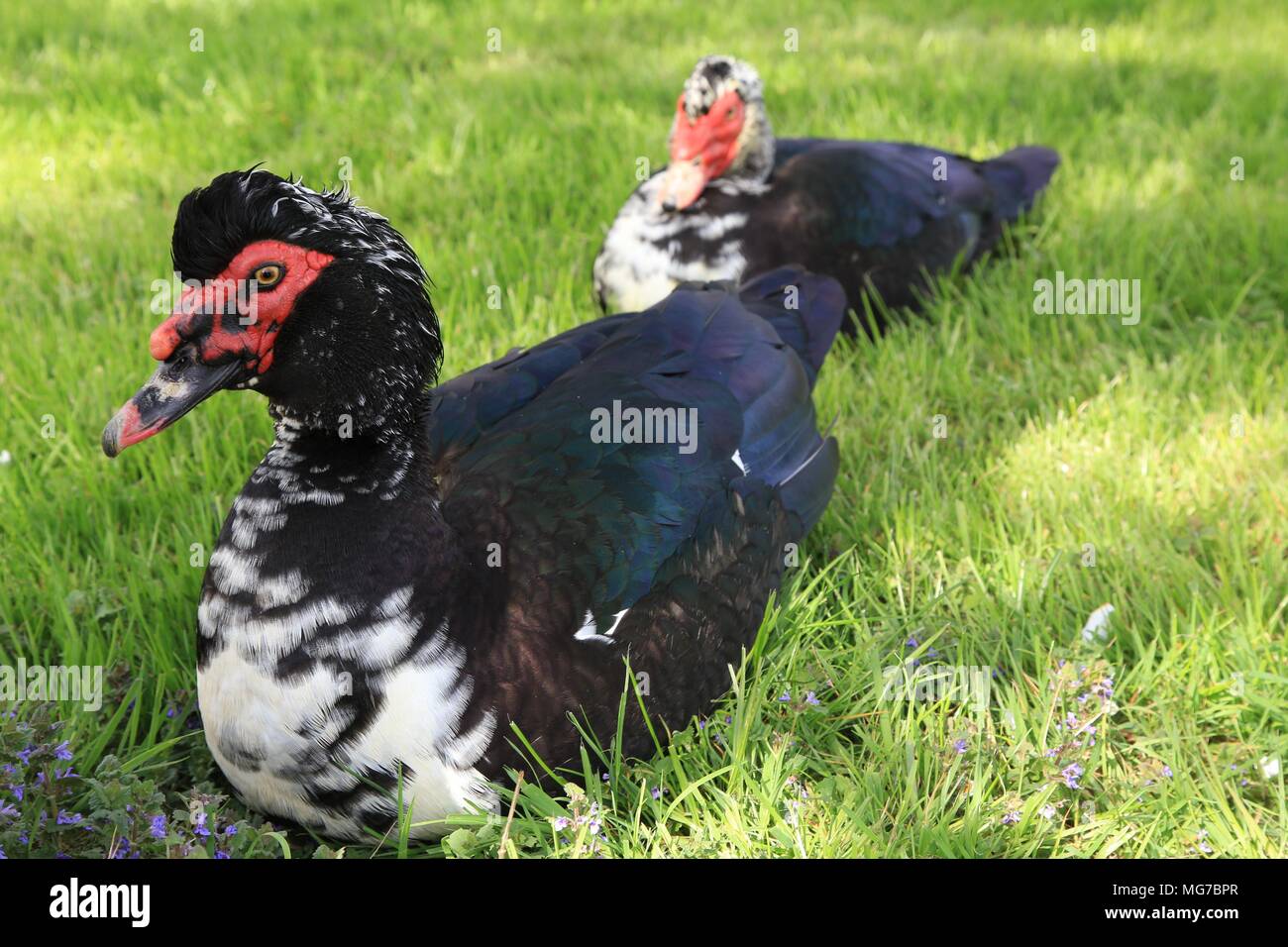 Zwei Flugenten - Cairina moschata in der Wiese Land sitzen, muskavyduck Stockfoto