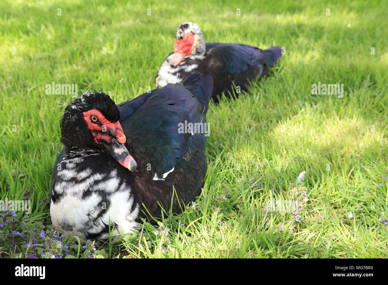 Zwei Flugenten - Cairina moschata in der Wiese Land sitzen, muskavyduck Stockfoto