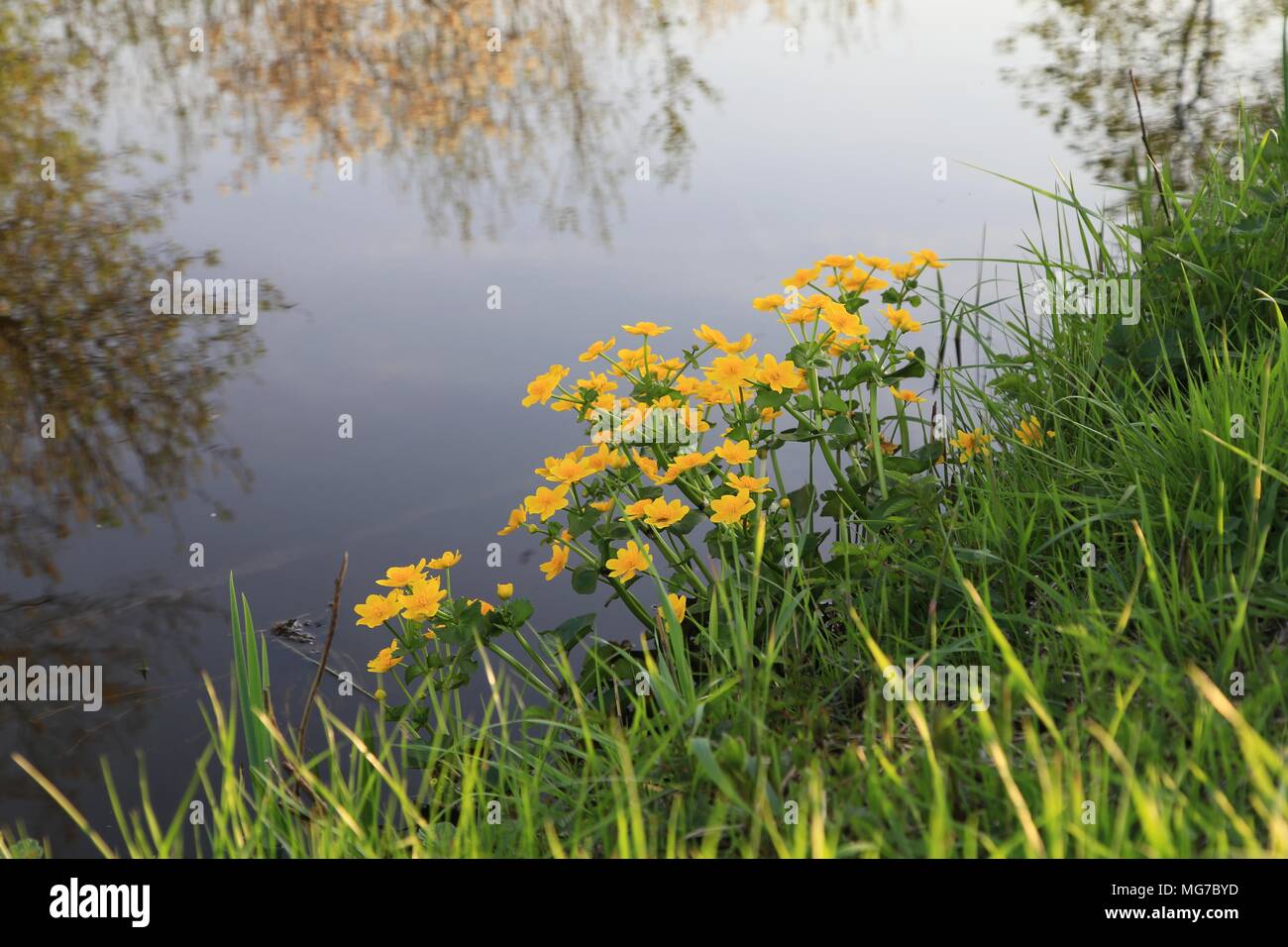 Kingcup oder Gelbe Sumpfdotterblume (Caltha palustris), Ranunculaceae in der Nähe von Teich, flkowering Marsh plant in der Nähe von Wasser Stockfoto