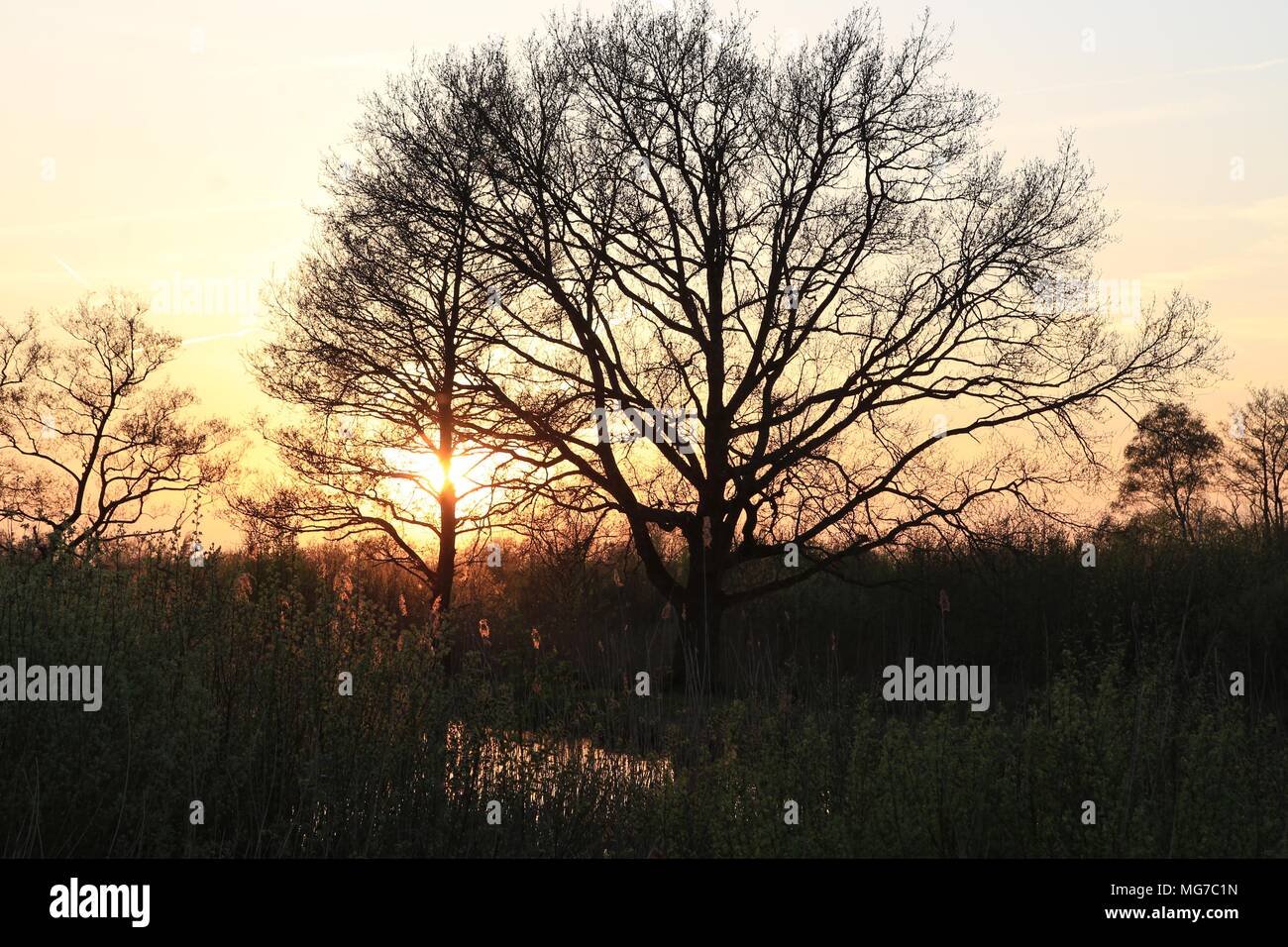 Holländische Landschaft mit Bäumen an Dwarsdijk Tienhoven, am Abend, wenn die Sonne verschwindet oder eintretender Stockfoto