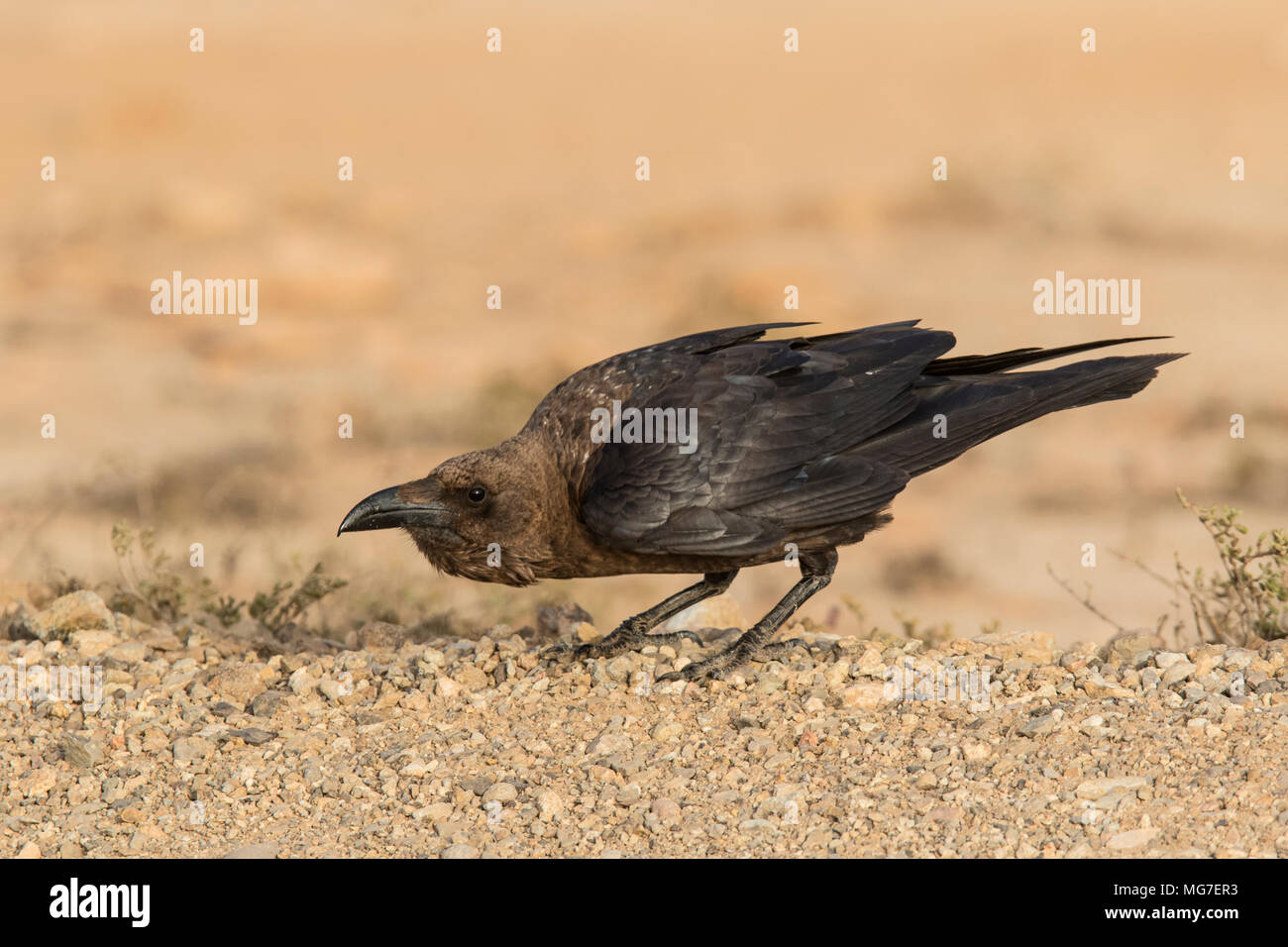 Braun-necked Rabe (Corvus ruficollis), Boa Vista, Kap Verde Stockfoto