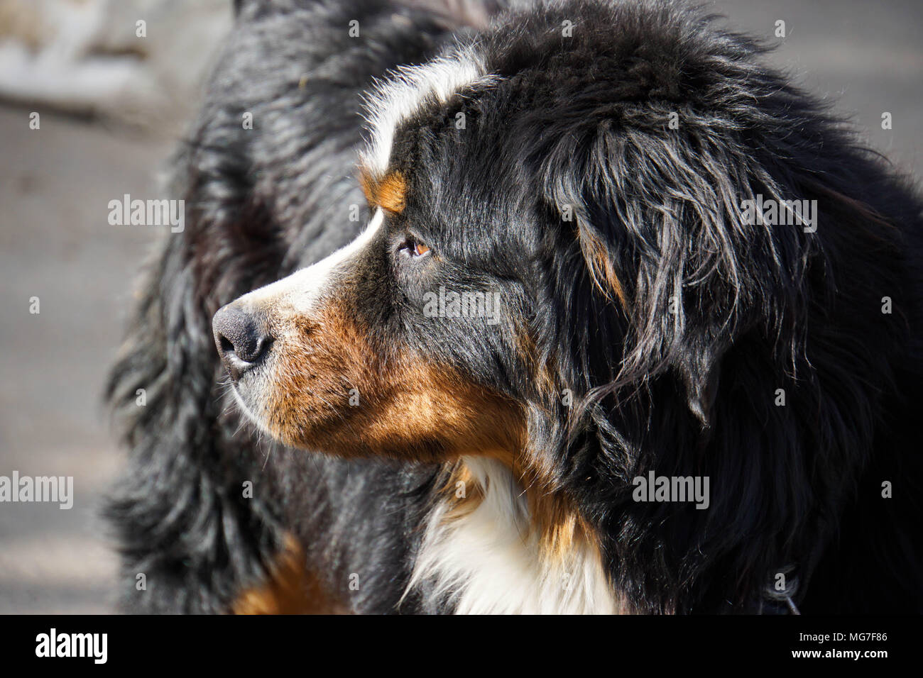 Berner Sennenhund watch out Stockfoto