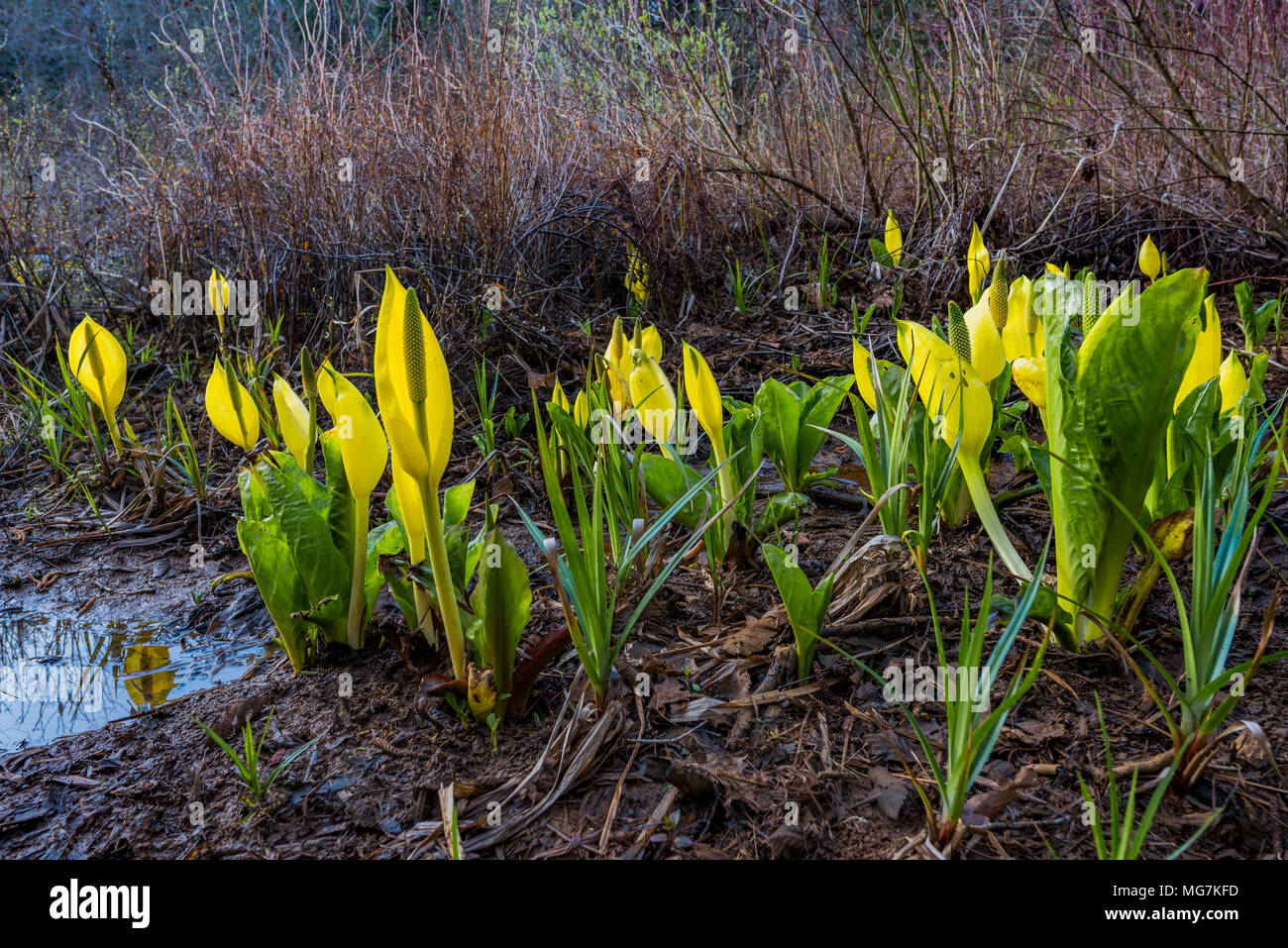 Sumpf Laternen aka Skunk Cabbage Blumen, Lysichiton americanus, Cumberland Gemeinschaft Wald, Cumberland, Vancouver Island, British Columbia, Kanada. Stockfoto