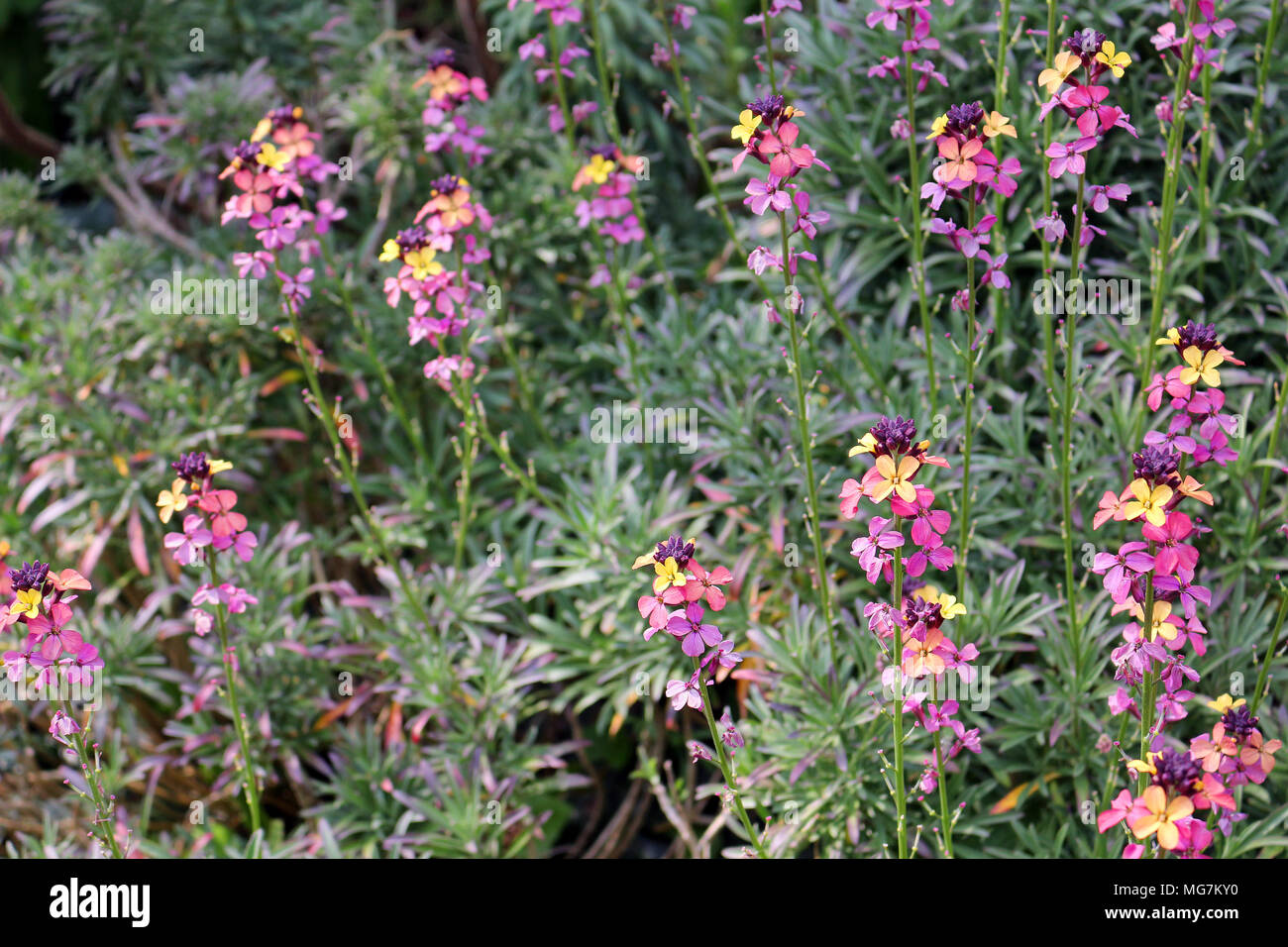 Bunte Erysimum Anlage Stockfoto