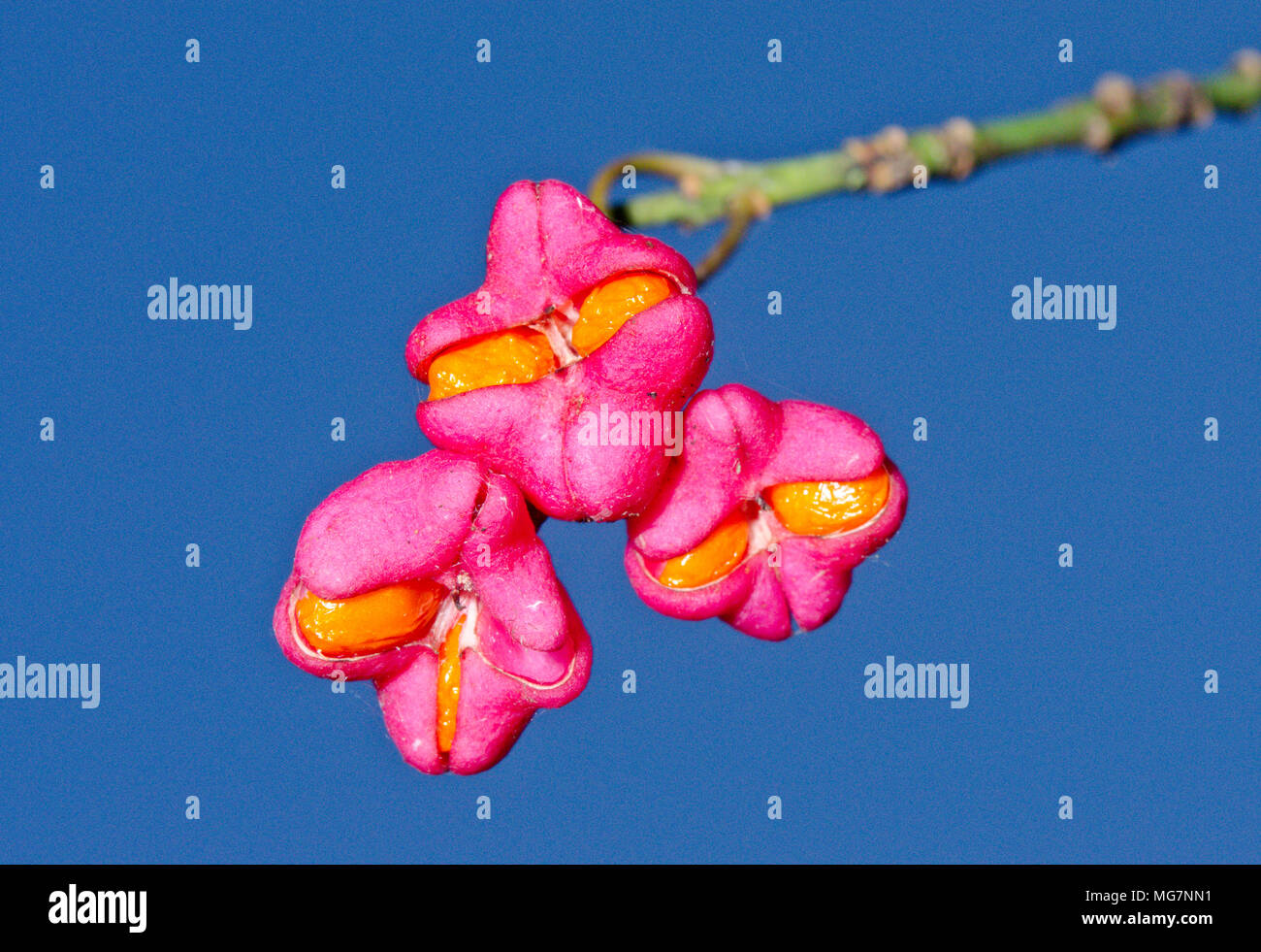 Spindel Baum Beeren/Früchte (Euonymus europaea) Botanische Farbe in Sussex, UK Stockfoto