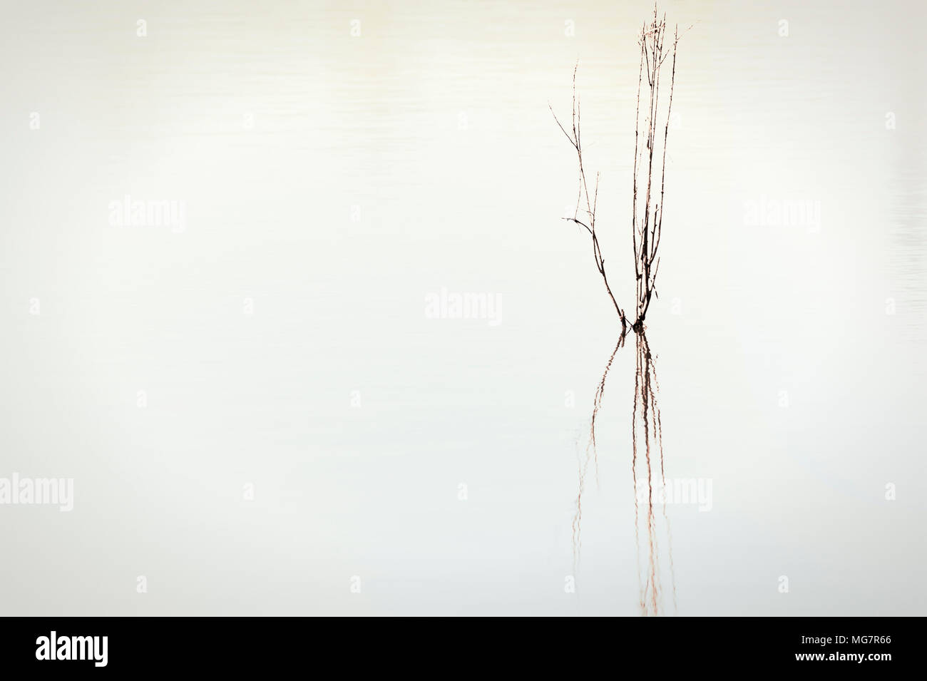 Ein minimalistisches von Zweigen in einem Teich widerspiegelt. Stockfoto
