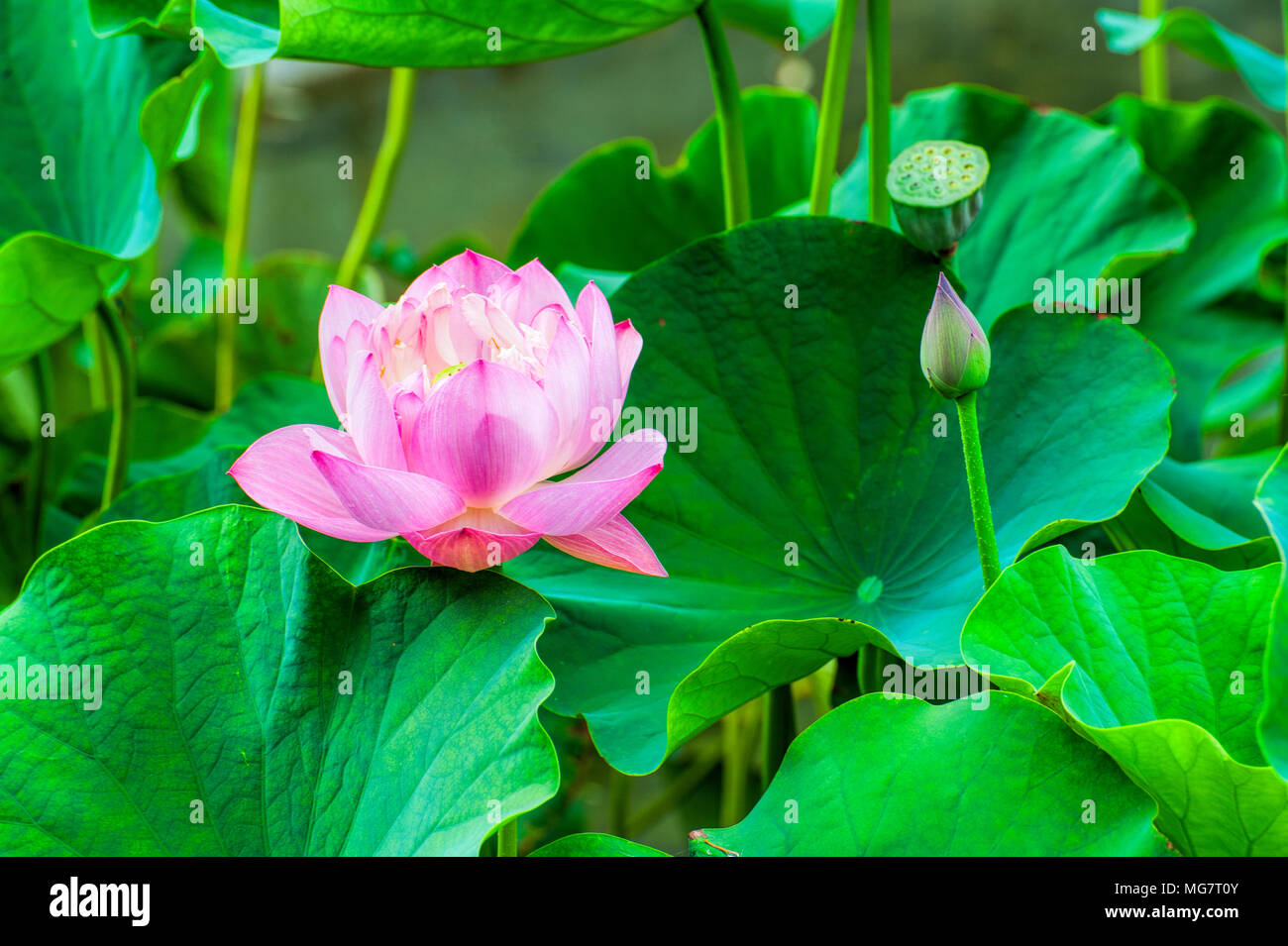 Nahaufnahme eines Pink Lotus Blume von großen grünen Lotus Blätter umgeben. Stockfoto
