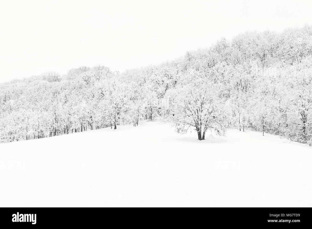 Copyspace in dieser minimalistischen Winter Landschaft aus Schnee gedeckt Oak Grove am Hang. Die Bäume Strukturen einen großen Kontrast zu den weißen Schnee Stockfoto
