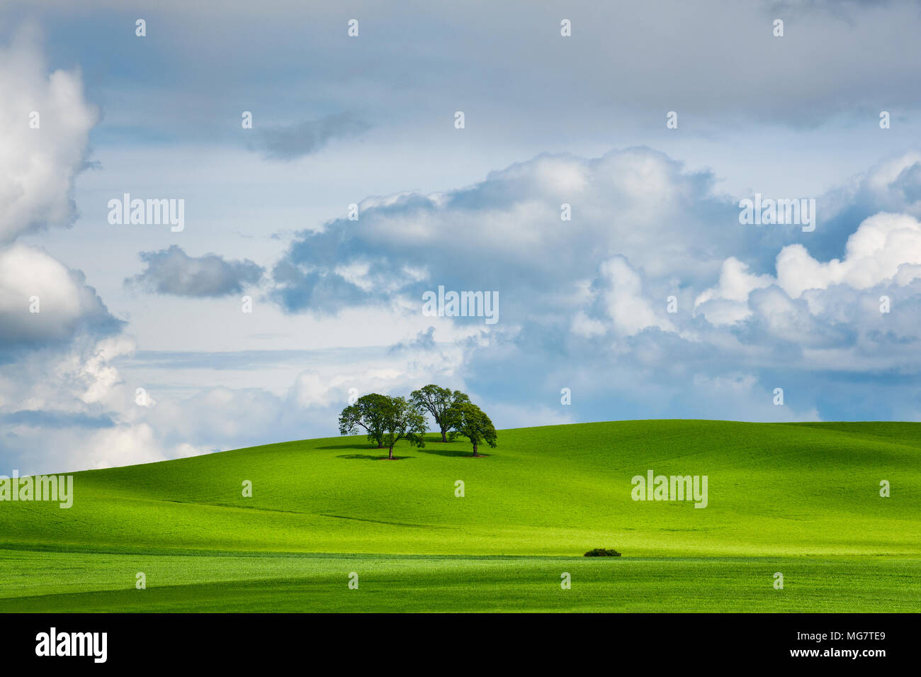 Unter teilweise bewölktem Himmel, vier Bäume werfen lange Schatten von Sonnenstrahlen auf einem grünen sanften Hügel. Stockfoto