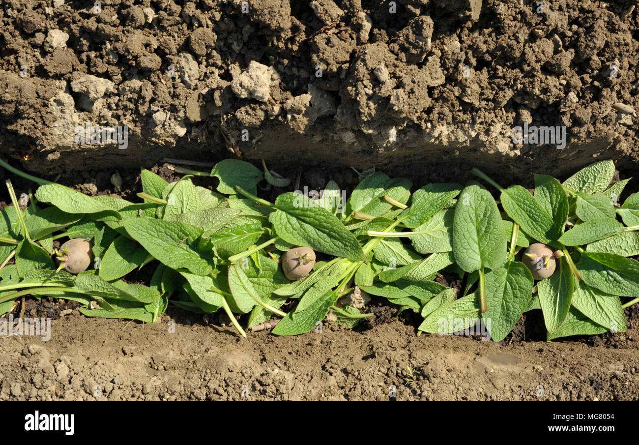 Bepflanzung chitted Desiree rot maincrop Pflanzkartoffeln in einem Gemüsegarten graben mit einem Bett von Beinwell Blätter der Pflanzen zu düngen. Stockfoto