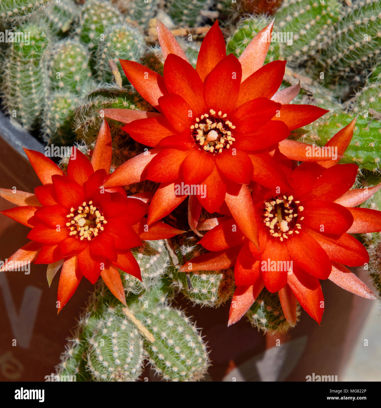 Cluster von leuchtend roten Erdnuss Kaktus Blumen Stockfoto