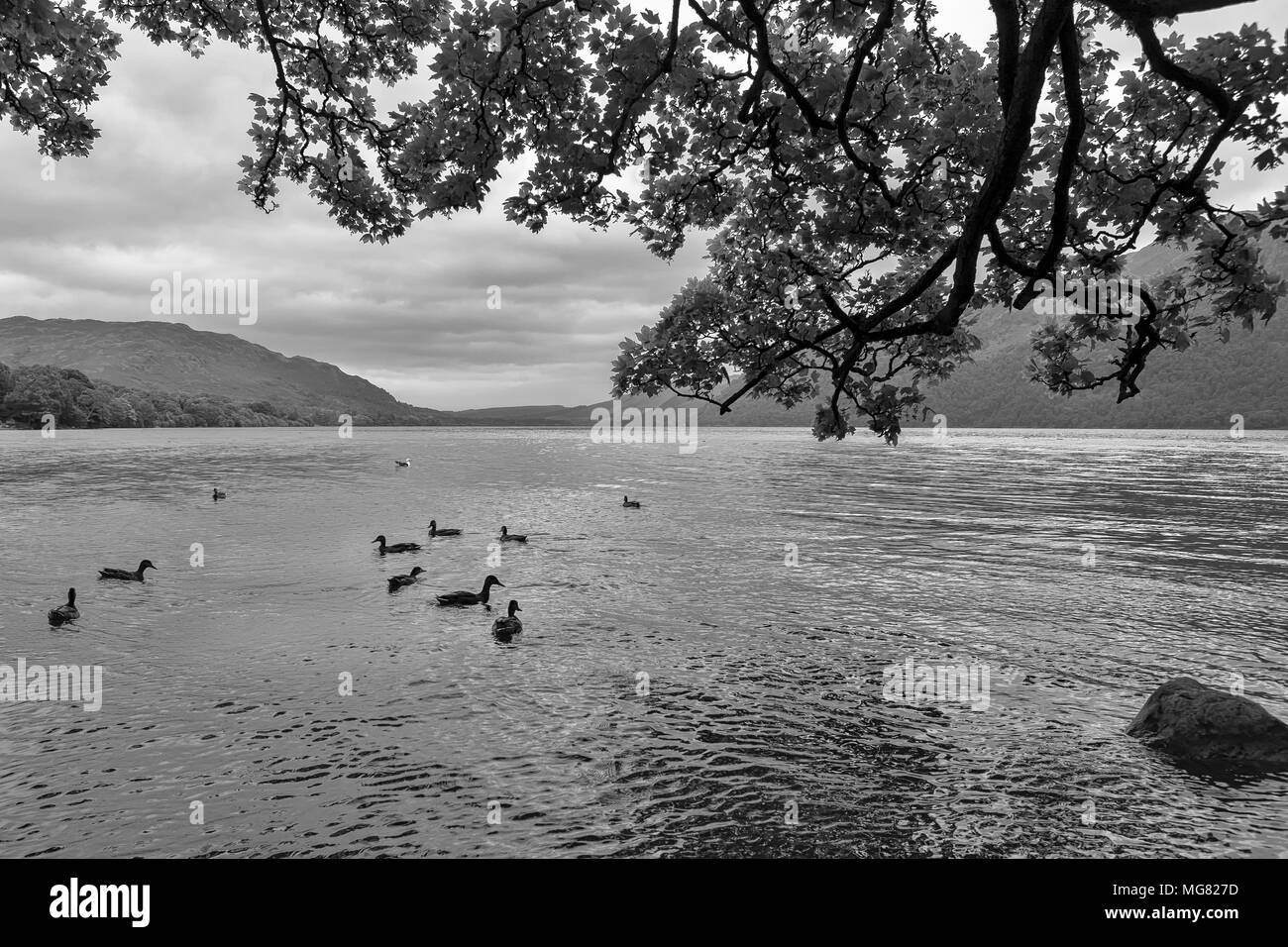 Enten auf einem grauen Ullswater, Lake District, Cumbria, England, UK: Schwarz und Weiss Stockfoto