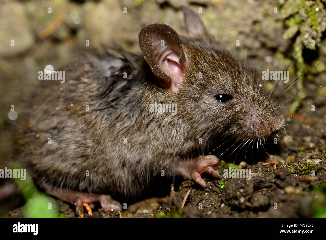 Feldmaus (Apodemus sp.) in einem Garten von Pastra, Rila, Bulgarien