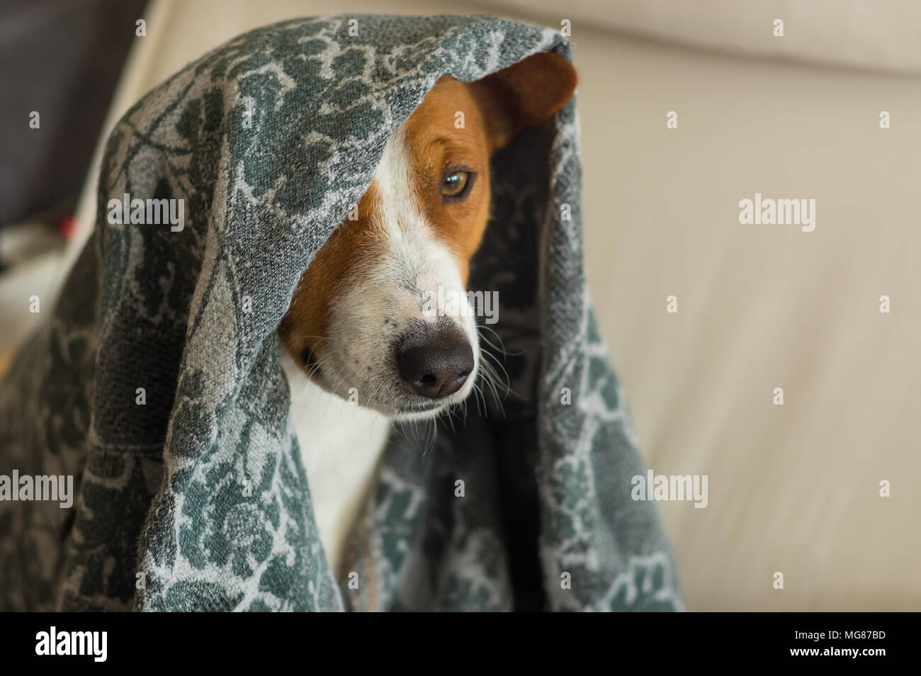 Indoor Portrait von Royal basenji Hund versteckt unter Bettdecke in Lieblingsstuhl eng Stockfoto