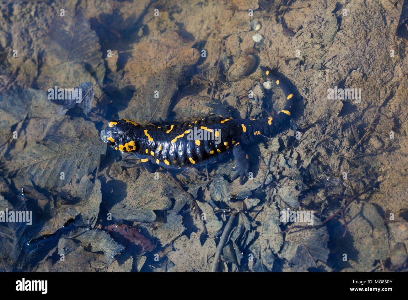 Der Feuersalamander (Salamandra salamandra) hinterlegung die Eier in einem Wald Pfütze Stockfoto