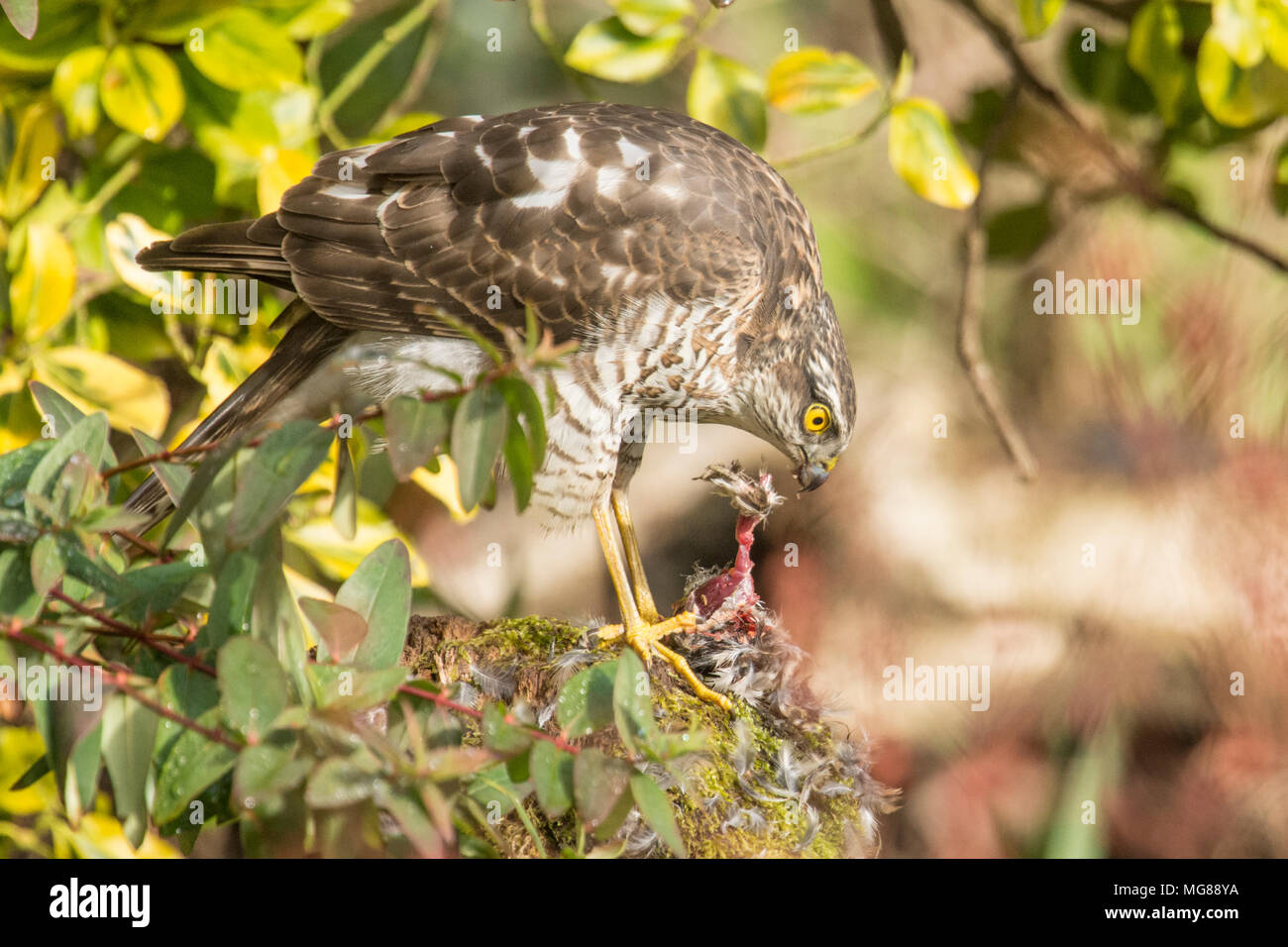 Sperber, Sperber, Accipiter Nisus, Zupfen, Essen ein Spatz oder kleinen Vogel auf dem Zupfen der Post. Jugendliche, März, Sussex, UK Stockfoto