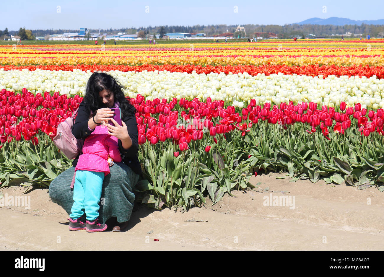 Mutter, die versuchen, ein Foto mit ihr und ihrem Kind können Sie über ihr Mobiltelefon auf dem Gebiet der Tulpen im Skagit Valley, Washington geduckt zu nehmen, Stockfoto