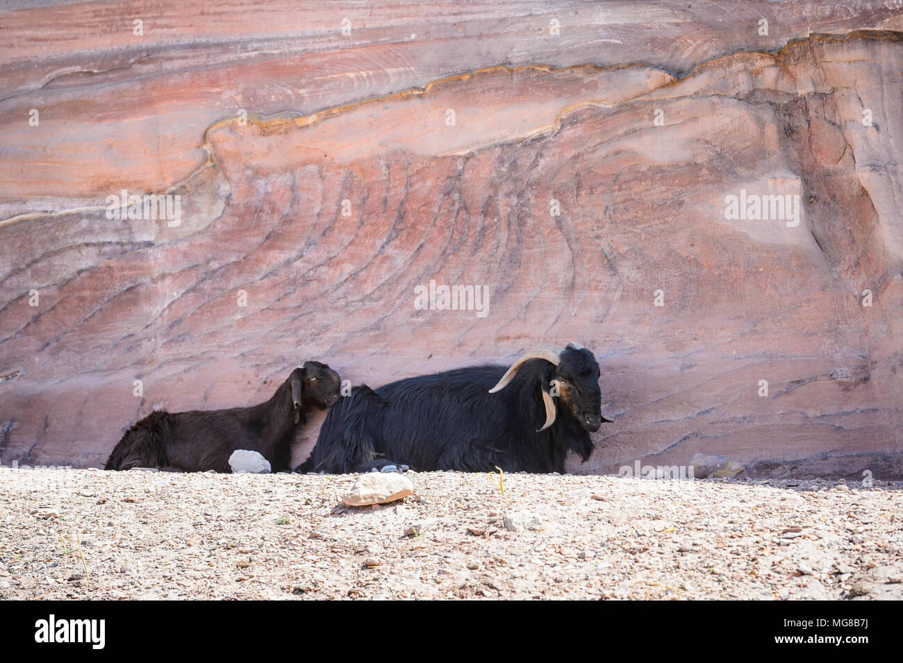 Ziegen in Petra Stockfoto